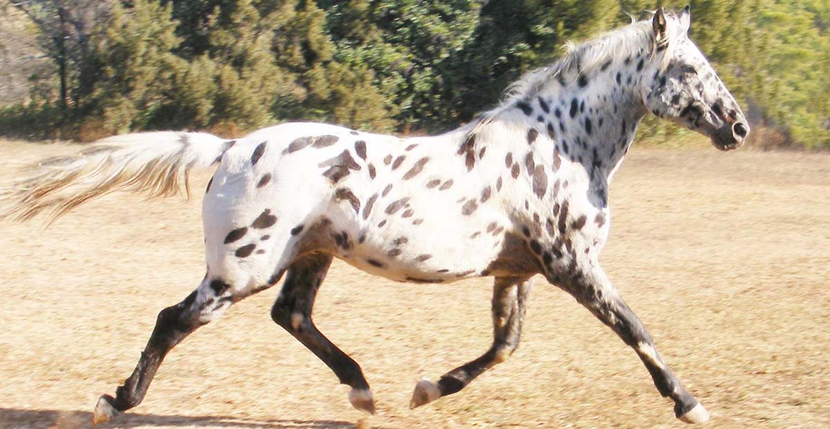 Maluti Tobys Many Moons - Appaloosa Sport Horse Stallion