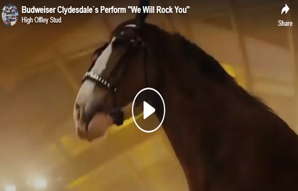 Budweiser Clydesdales Perform - We Will Rock You
