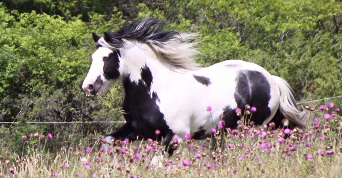 Hermits Ace Of Spades (Patch Of Hermits x Hermits Rocky) - 13.2hh Gypsy Vanner Stallion