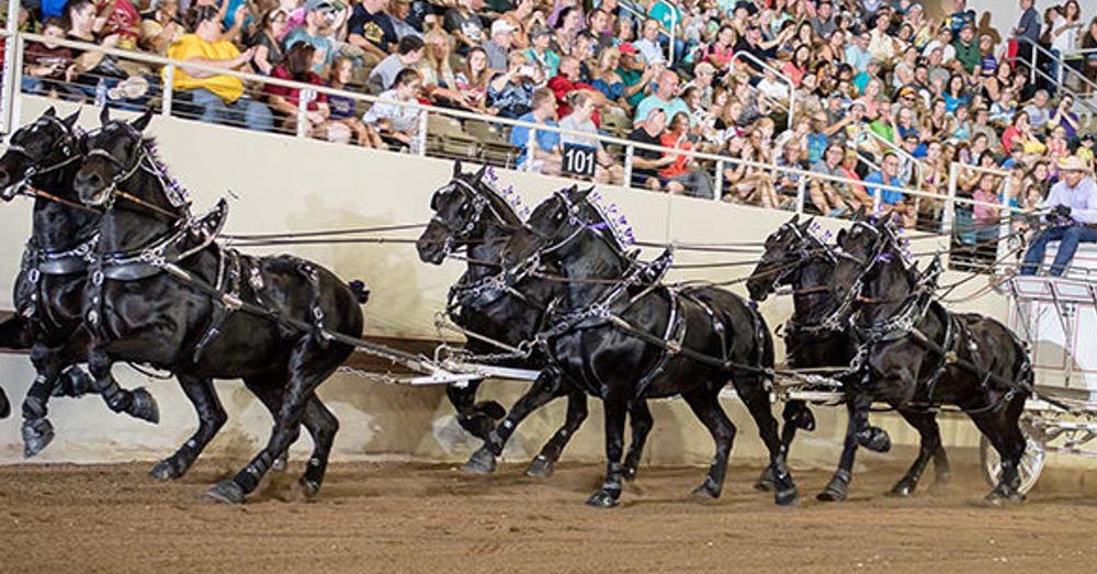 National Western Stock Show, Draft Horse Show