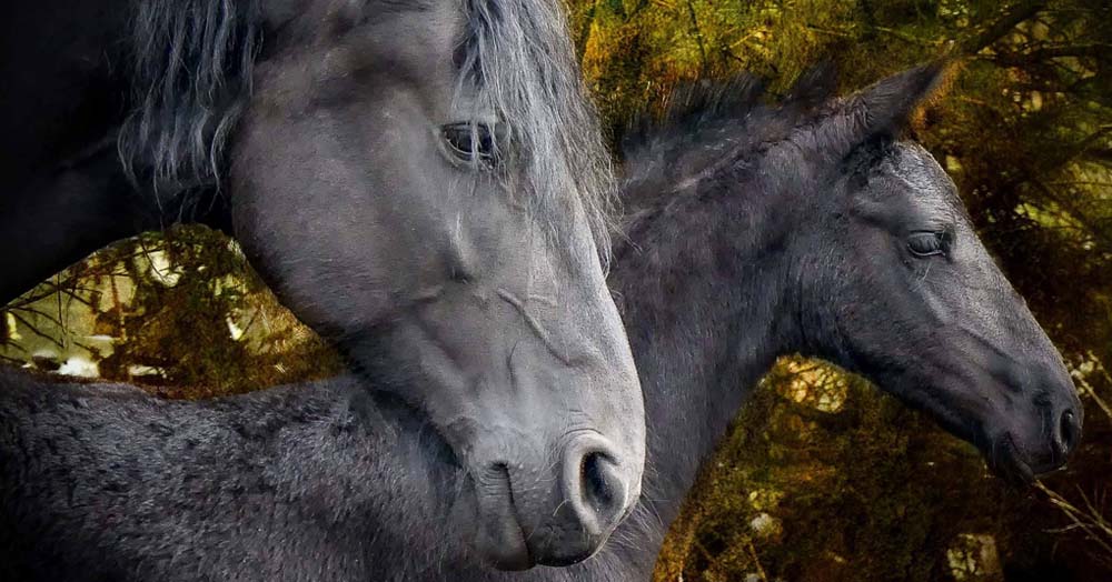 Pictures and Videos of Friesian Horses