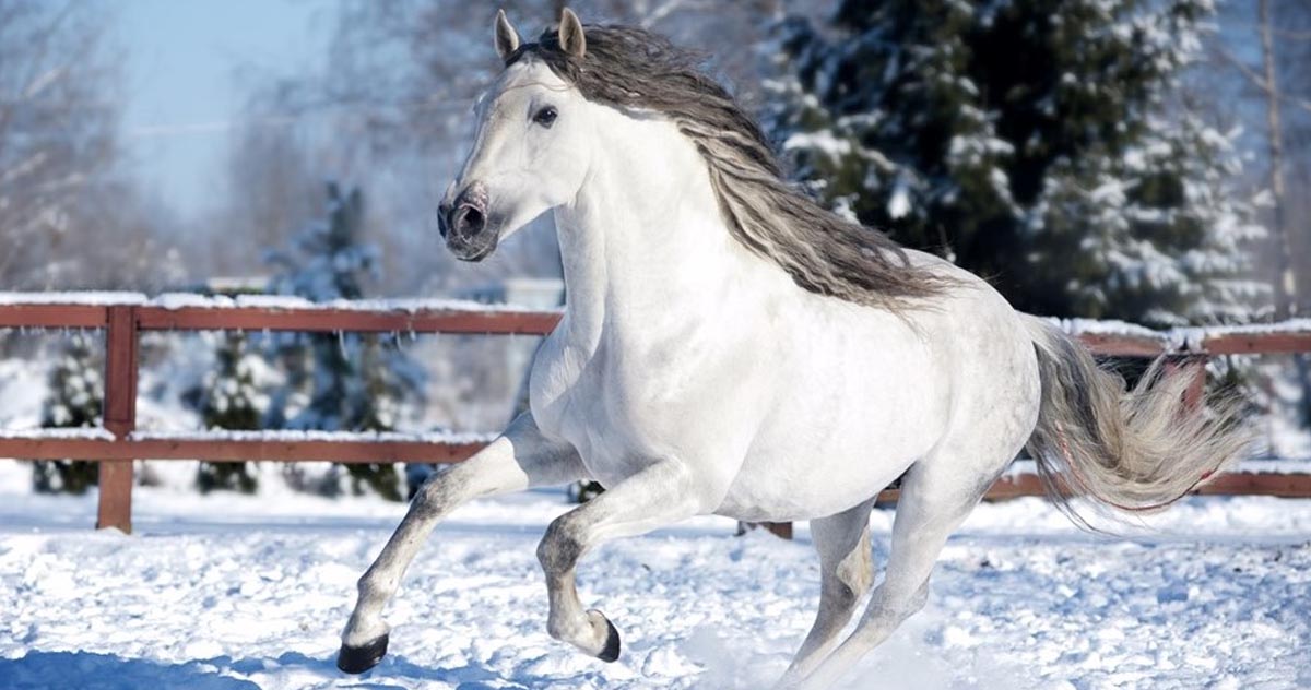 Andalusian Horses For Sale - Villeneuve Andalusians - Breeders of the Pure Race Espagnole Horses