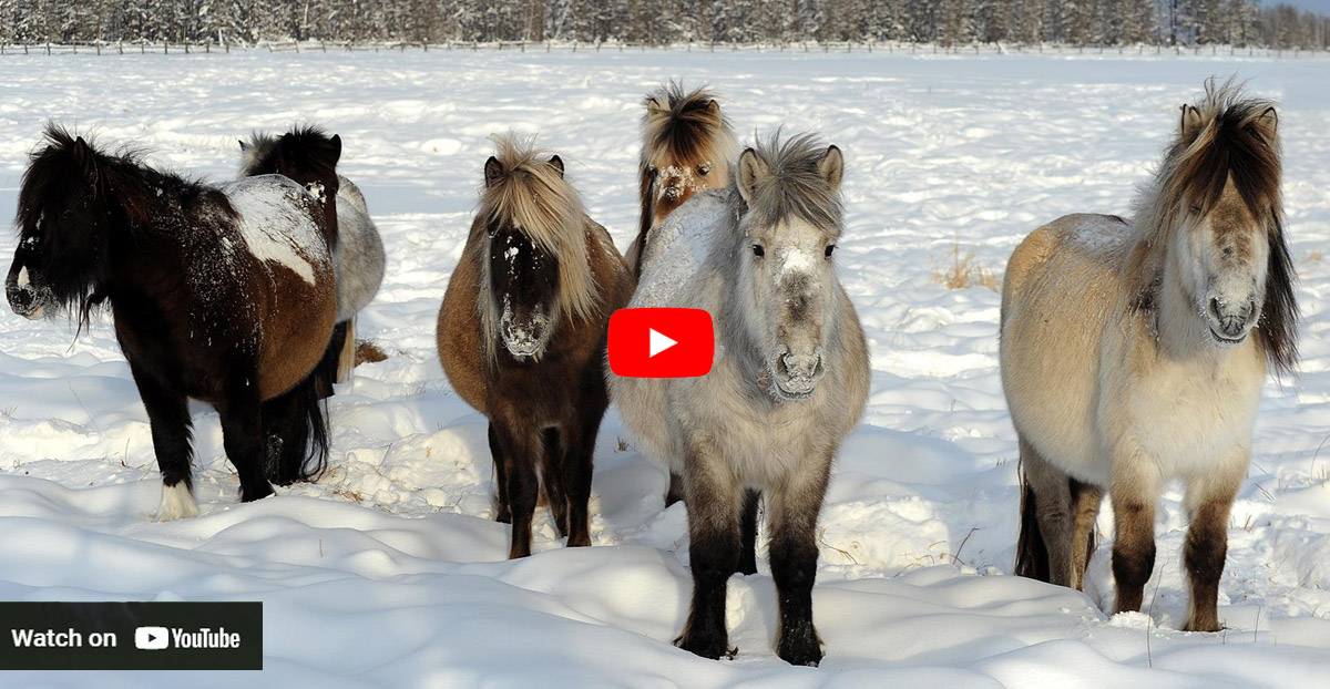 Yakutian Horses - Freezing Temps Are No Problem For This Arctic Horse Breed