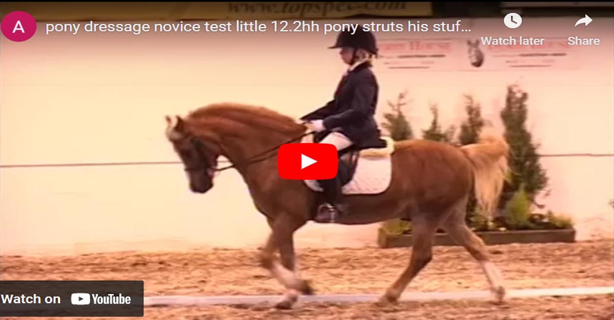 Super 12.2hh Dressage Pony Struts His Stuff With His 11 Year Old Rider