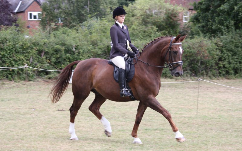 Dressage Amateur Dream Horse - Westphalian Horse For Sale - Stable Express