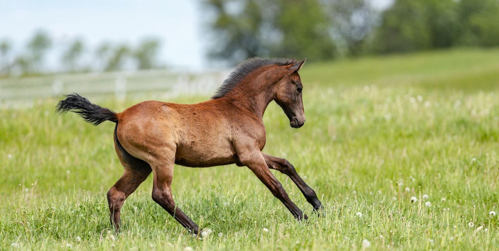 Lipizzaner Foals For Sale @The Tempel Lipizzaner`s - Stable Express