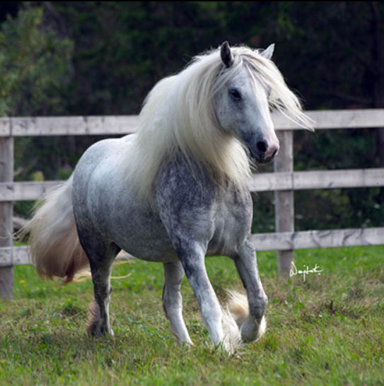 Silver Bullet - Fabulous Purebred Gypsy Vanner Stallion - Stable Express