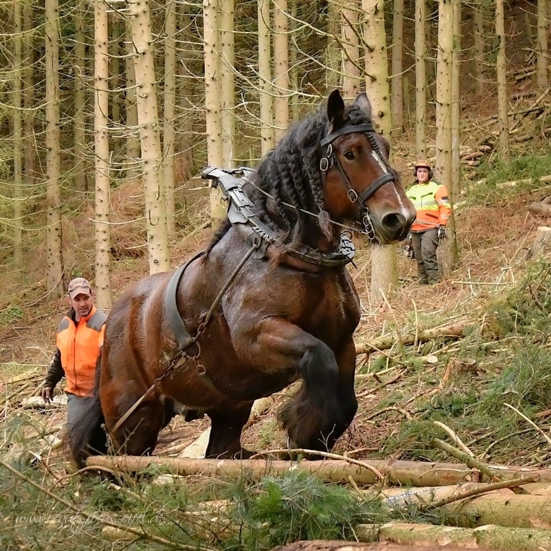 Ardennes Horses - Stable Express