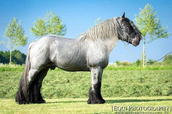 Dutch Draft Horse For Sale - Kruissewegje, Heinkenszand - Stable Express