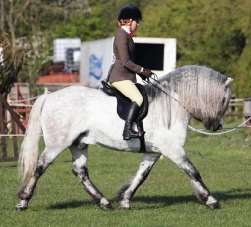 The Queens Highland Pony Stud at Balmoral - Stable Express