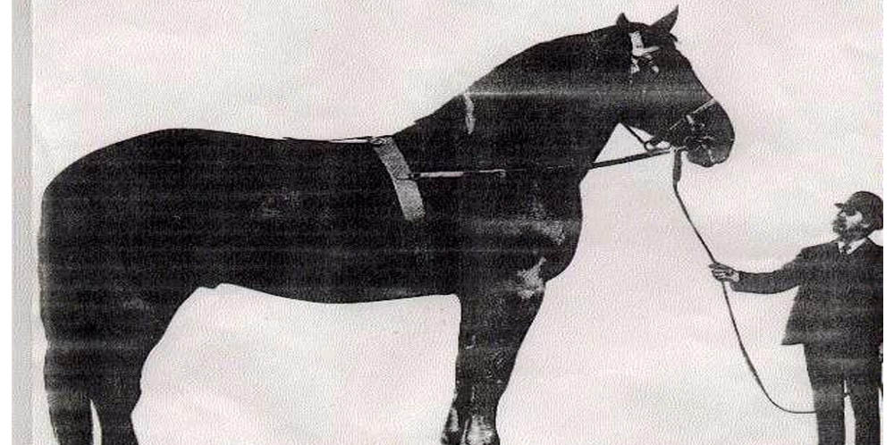 the largest horse samson
