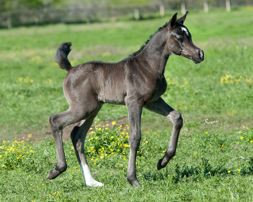 arabian horse foals