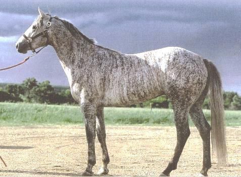 rare horse colors