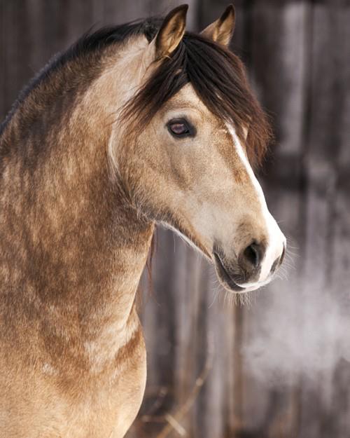 sooty dunskin horse