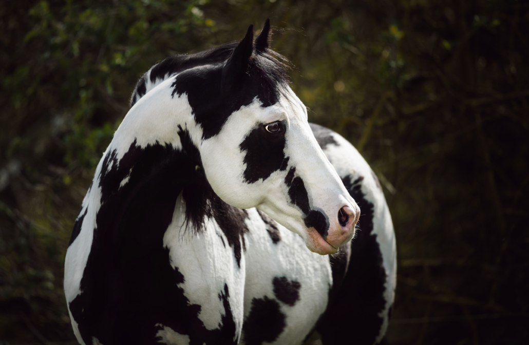 Colonel Coosader (American Paint Horse - Black Overo Stallion) - Coloured Stallion
