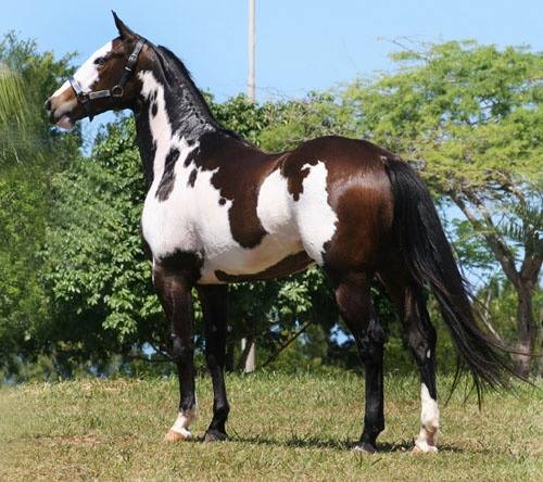 Horse Breeds - Stable Express