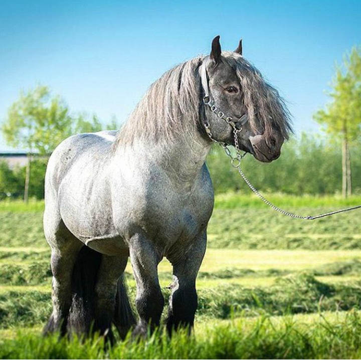 Dutch Draft Horse For Sale - Kruissewegje, Heinkenszand - Stable Express