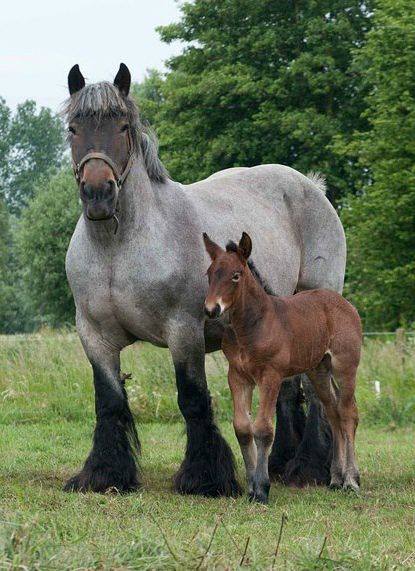 Horse Breed: Dutch Draft