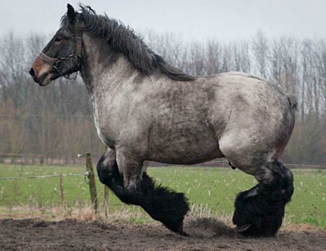 Horse Breed: Dutch Draft