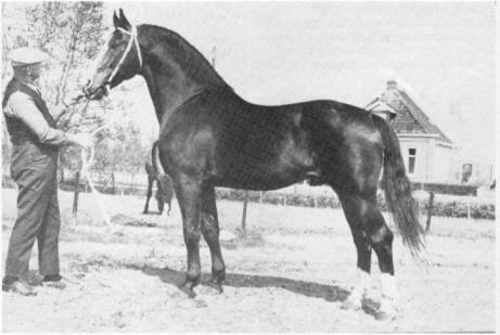 Farn - stallion
