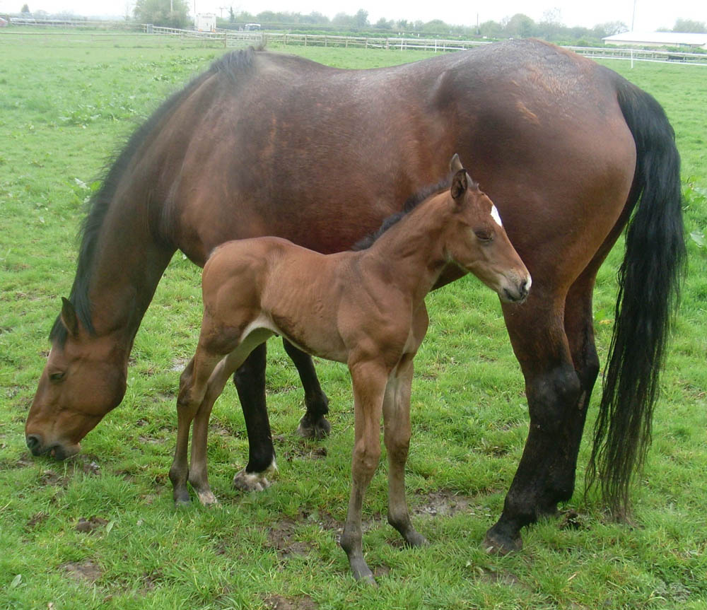 What To Look For When Buying a Sport Horse Foal 
