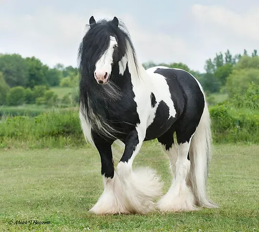 The Majestic Friesian-Gypsy Vanner Crossbreed - A Perfect Union of ...