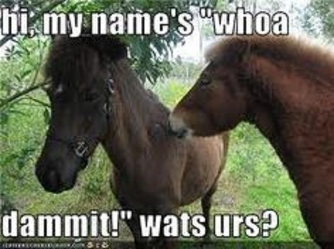 Funny Horse Names