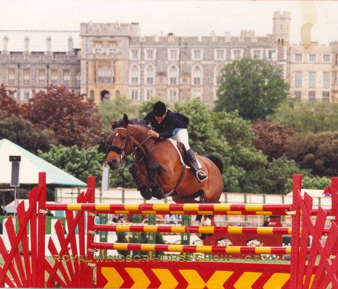 Gordons Twist  International Showjumper