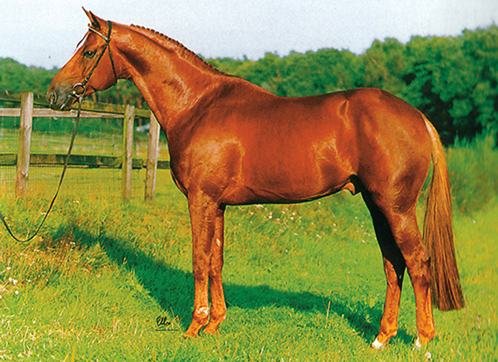 Guidam - Selle Francais Stallion