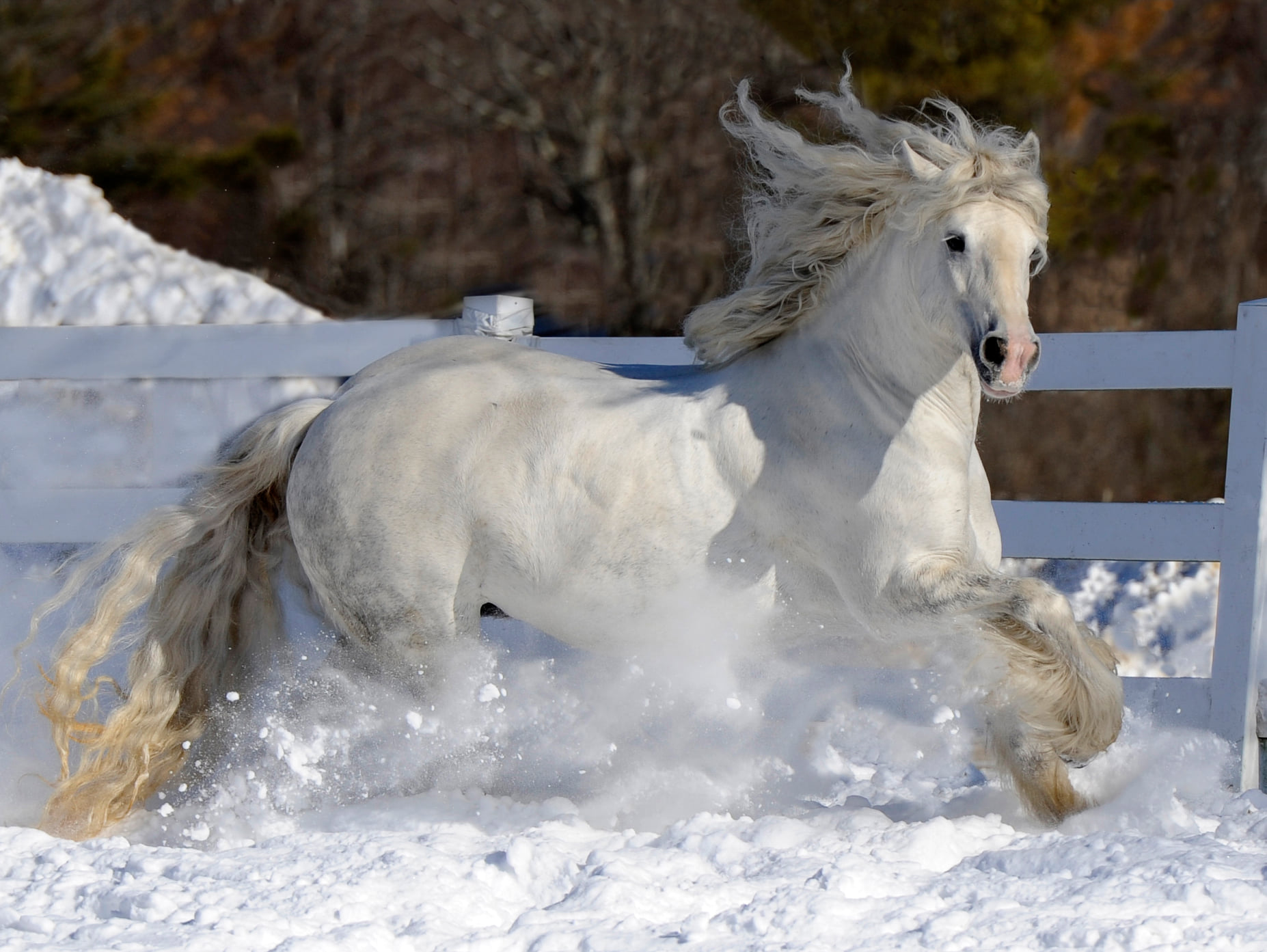 Снежная лошадь