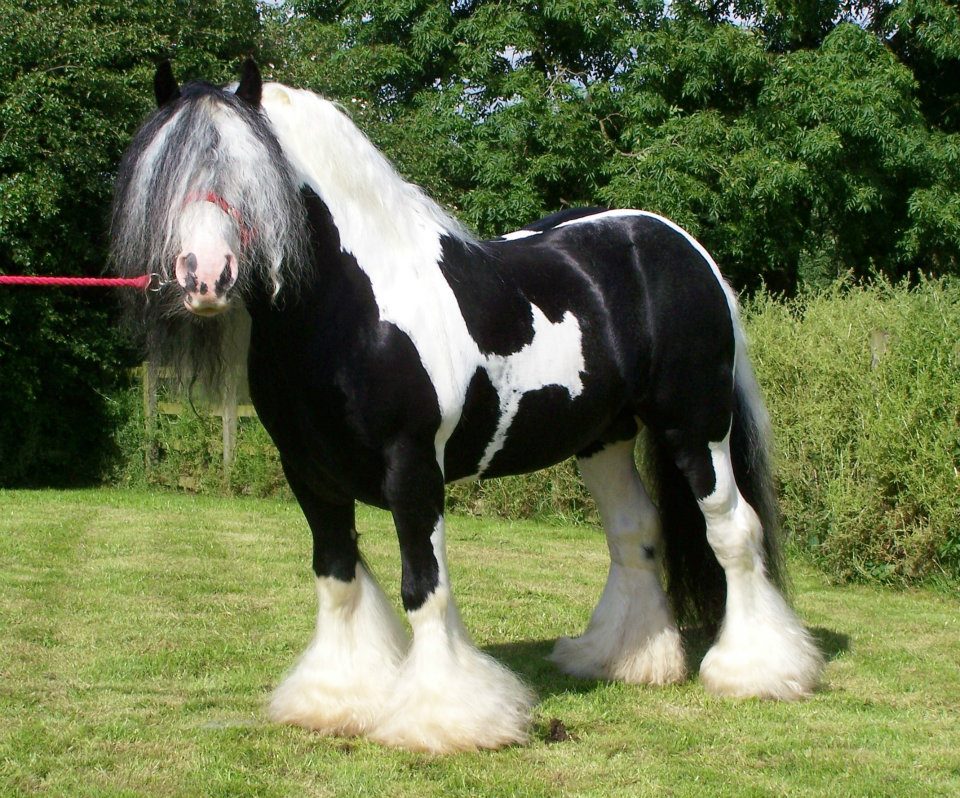 Hermits Ponies and Cobs Stud - Barnsley, Yorkshire - Stable Express