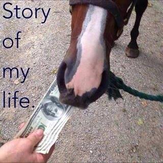 Horse Ownership