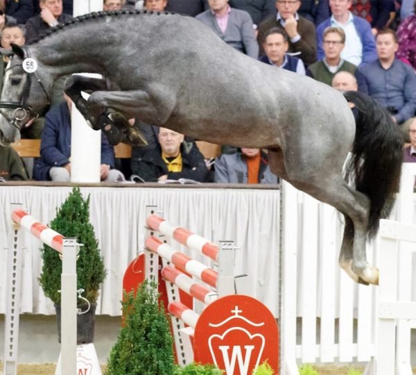 Classico TN Obolensky x Burggraaf), Showjumping Stallion StableExpress