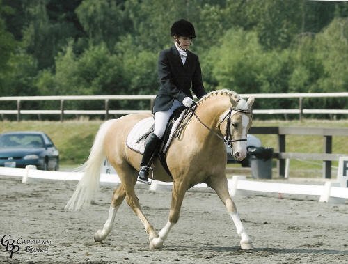 SMOKE TREE GOLD FEVER – 13.2hh Welsh Section B Palomino Pony Stallion ...