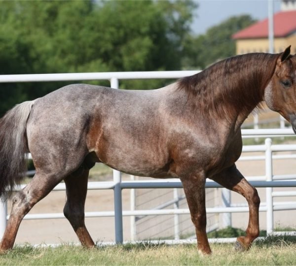 Awesome Quarter Horse Stud, New Zealand – StableExpress