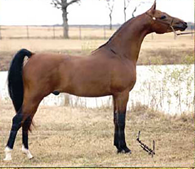 El Cid JSW 1994 Bay Spanish-Bred Stallion @Walnut Crest Farms ...