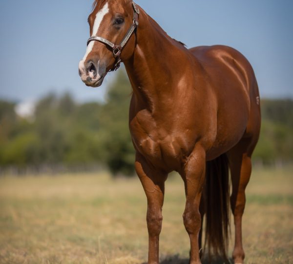 Green Creek Ranch, Quarter Horse Performance Stallions Stephenville