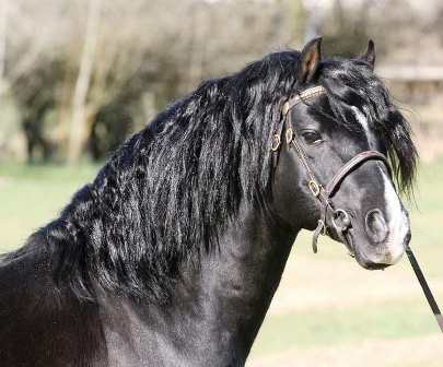 Newgap Stud, Welsh Section C Stallions, Manchester, UK – StableExpress