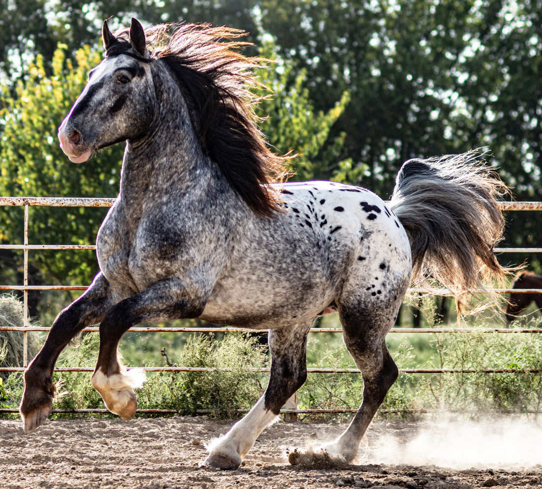Heavy Draft Horse - Into The Void (Appaloosa) - Stable Express