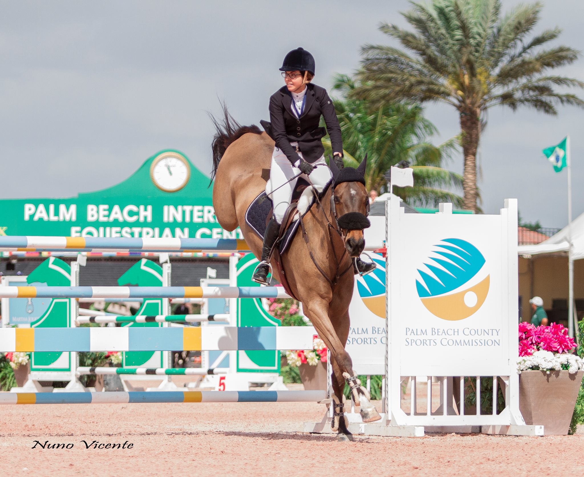 Baroque Pinto Stallion 2 years Brown in Chiclana de la Frontera