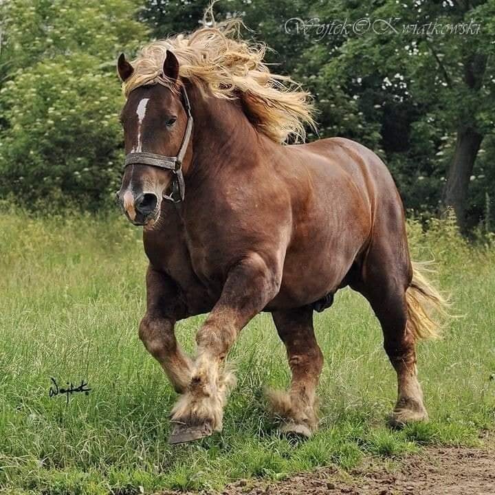 Jutland Draft Horse - Danish Heavy Horses