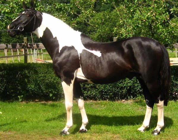 Omarco - Coloured Show Jumping Stallion - Appleton Grange Equestrian ...