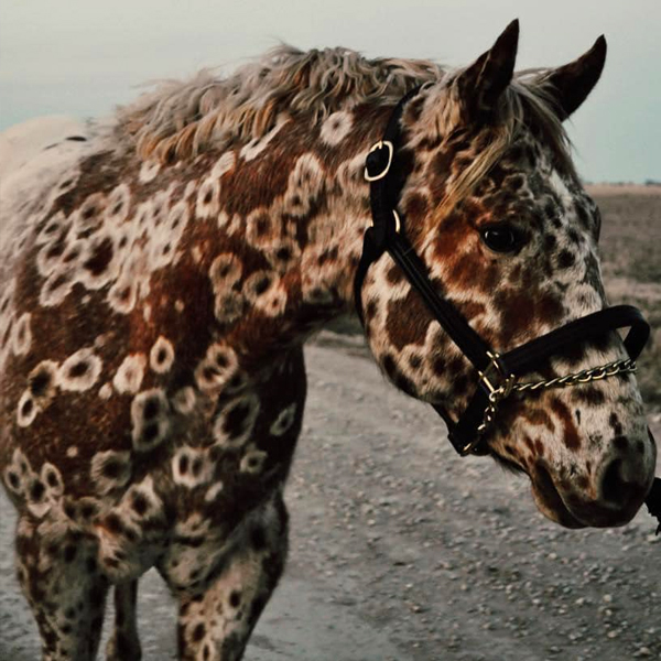 Meet Tattoo The Leopard Spotted Appaloosa - Stableexpress