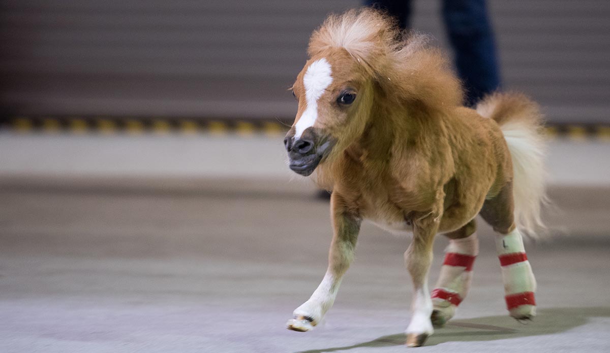 The mini horse that could: Roo awaits surgery with casts on each leg