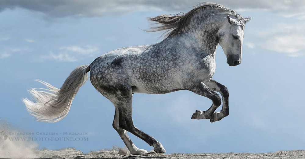 ORADOR XLII - PRE Stallion (pure Carthusain) JRR Status for Eventing