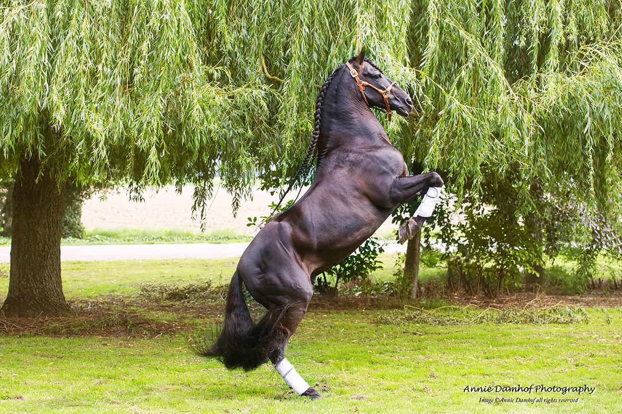 Favoriteo CLV (Mojito) - PRE Andalusians Stallions At Stud, Holland ...