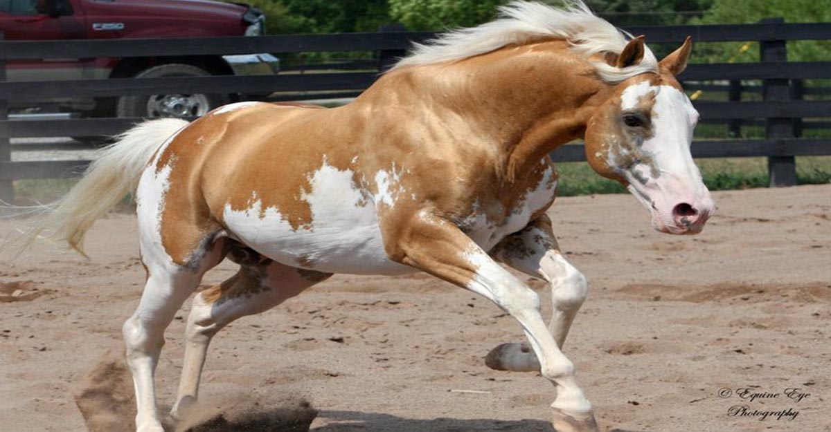 paint horse palomino