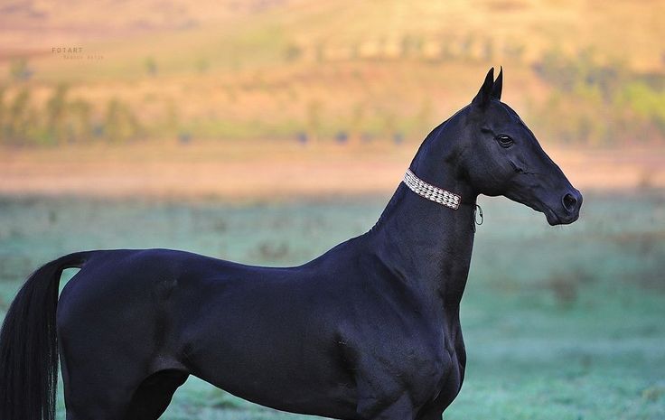 prettiest horse breeds