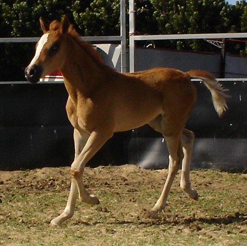 Arabian Foals - Arabian Horse Bloodlines - Stable Express