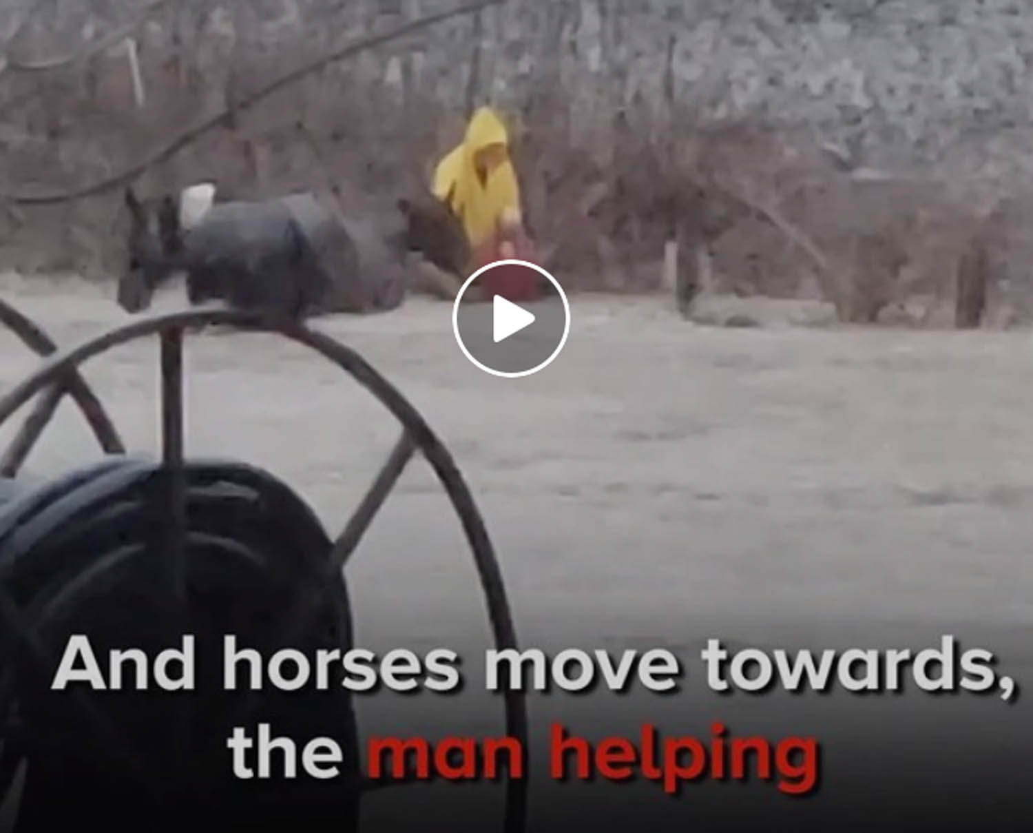 Rescued Carriage Horses Look SO Happy and Healthy Now